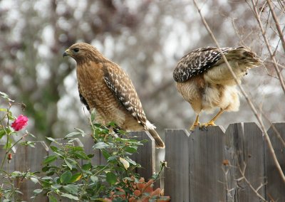 Hawks Mating