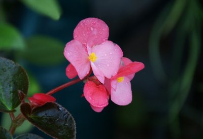 Begonia