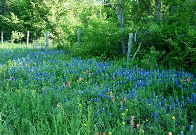 Wildflowers in the Shade