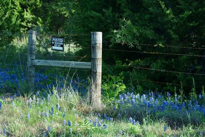 Bluebonnets