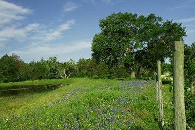 Wildflowers