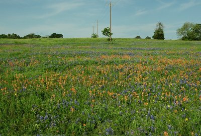 Wildflower Meadow