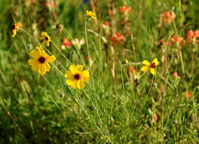 Wild Daisies