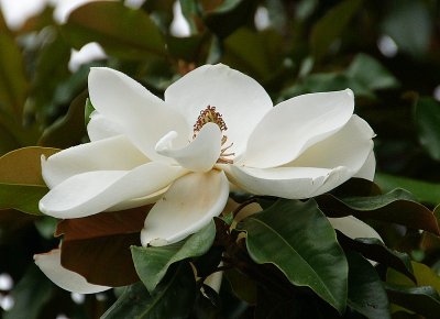 Magnolia 