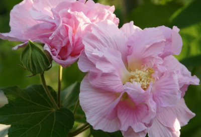Confederate Rose Hibiscus 