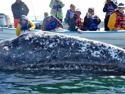 Baja Gray Whales 2011