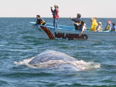 Baja Gray Whales 2011