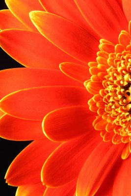 Flowers 2011