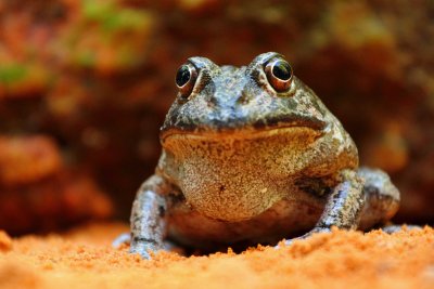 Giant Burrowing Frog