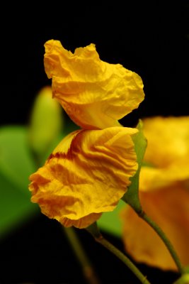 Yellow Poinciana