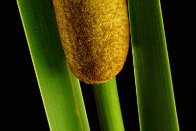 Reed