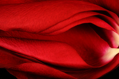 Red Rose