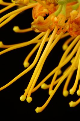 Yellow Bottlebrush