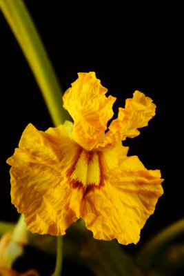 Yellow Poinciana