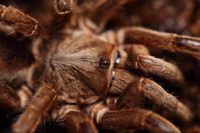 Bird-eating Spider