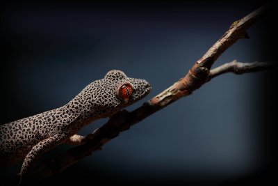 Golden-tailed Gecko