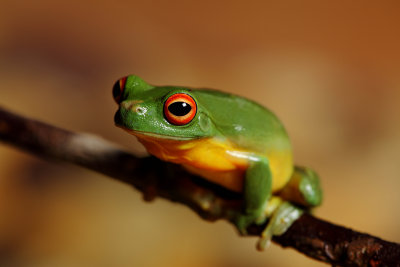 Graceful Tree Frog