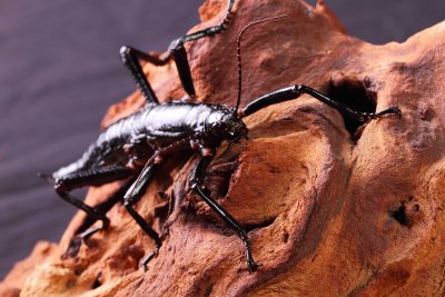 Lord Howe Island Stick Insect