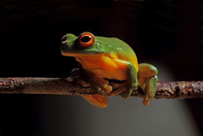 Graceful Tree Frog