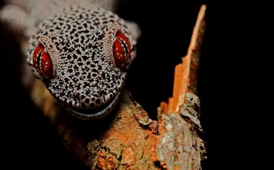 Golden-tailed Gecko