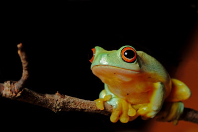 Graceful Tree Frog
