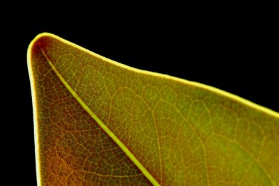 Leaf