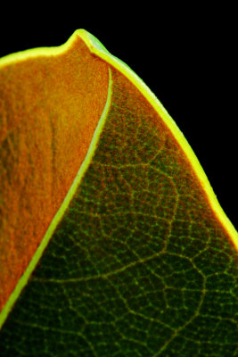 Leaf