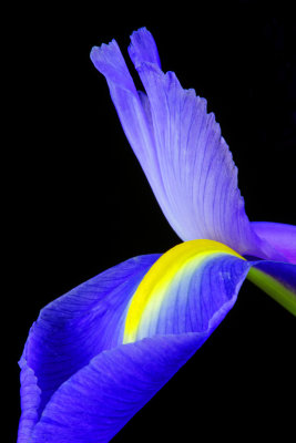 Purple Iris