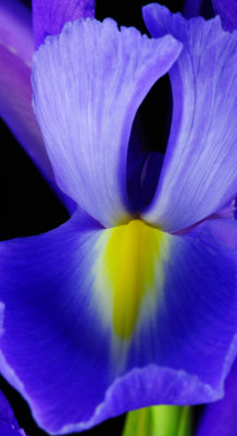 Purple Iris