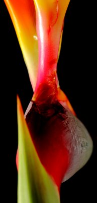Bird Of Paradise