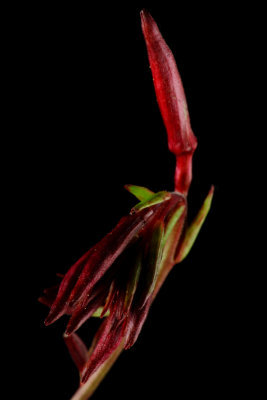 Gaura Lindheimeri