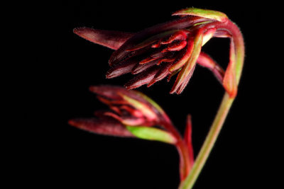 Gaura Lindheimeri