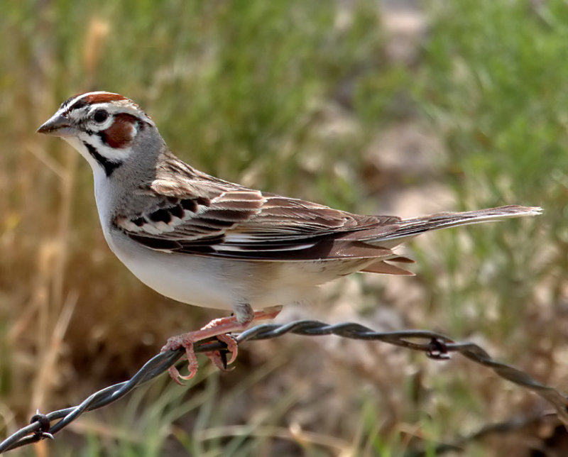 Lark Sparrow