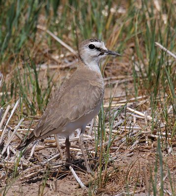 Mountain Plover