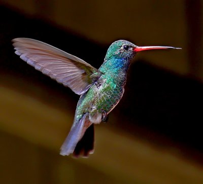 Broad-billed Hummingbird