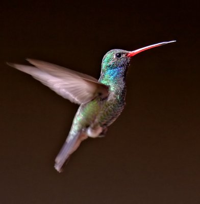 Broad-billed Hummingbird