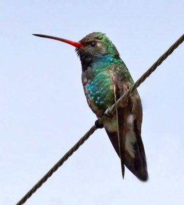 Broad-billed Hummingbird