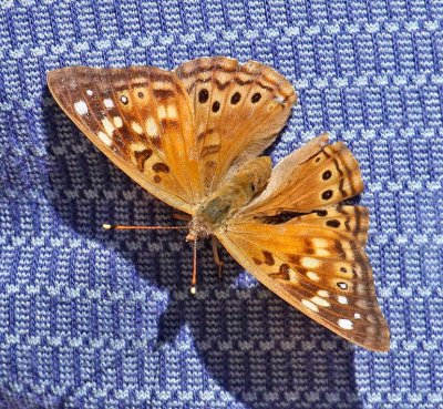 Hackberry Emperor