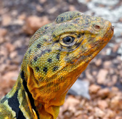 Eastern Collared Lizard