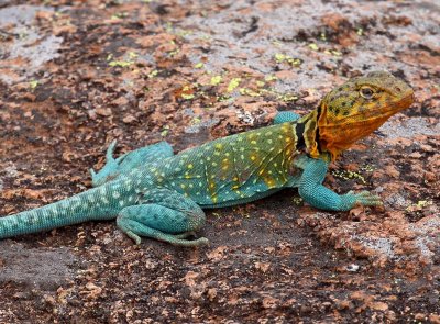 Eastern Collared Lizard