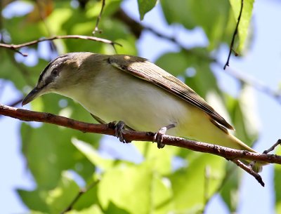 Red-eyed Vireo
