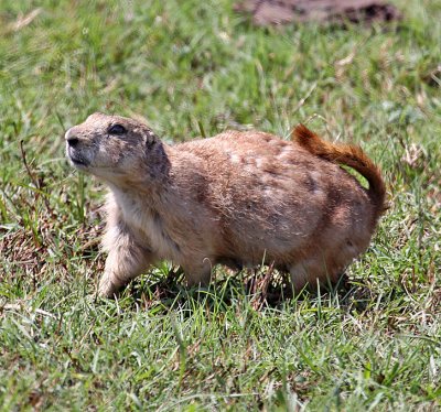 Black-tailed Prairie Dog