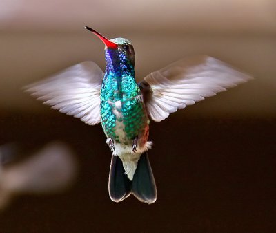 Broad-billed Hummingbird