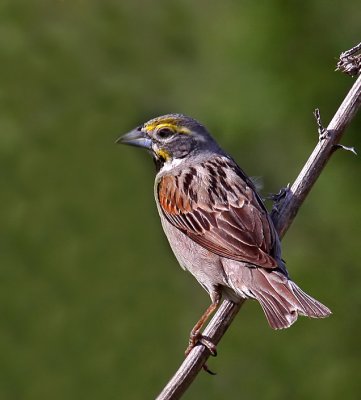 Dickcissel