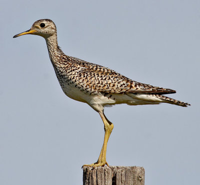 Upland Sandpiper