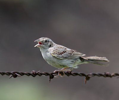 Cassin's Sparrow