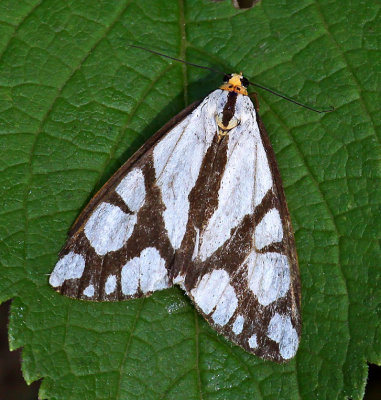 Reversed Haploa Moth