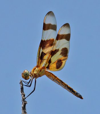 Halloween Pennant