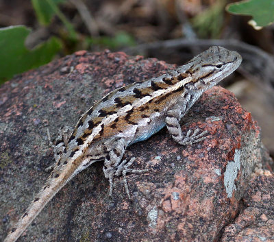 Southern Prairie Lizard