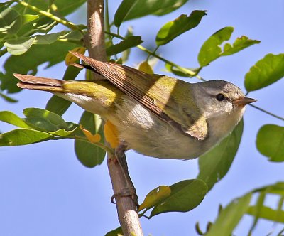 Tennessee Warbler